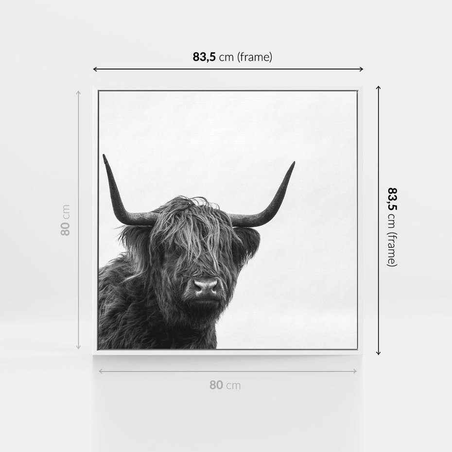 Obraz w ramie 80x80 - Moc i Spokój - amerykańskie bydło, byk - rama biała