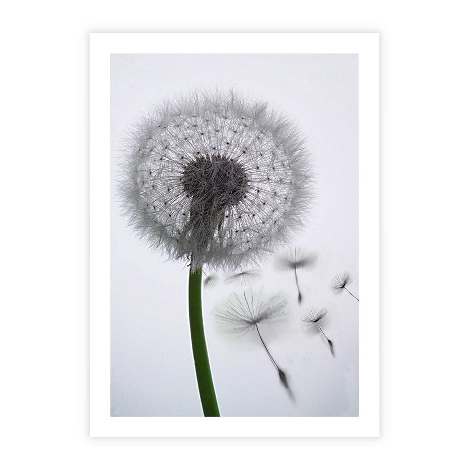 Plakat bez ramy 50x70 - Lekkość Przemijania - dmuchawiec, makro