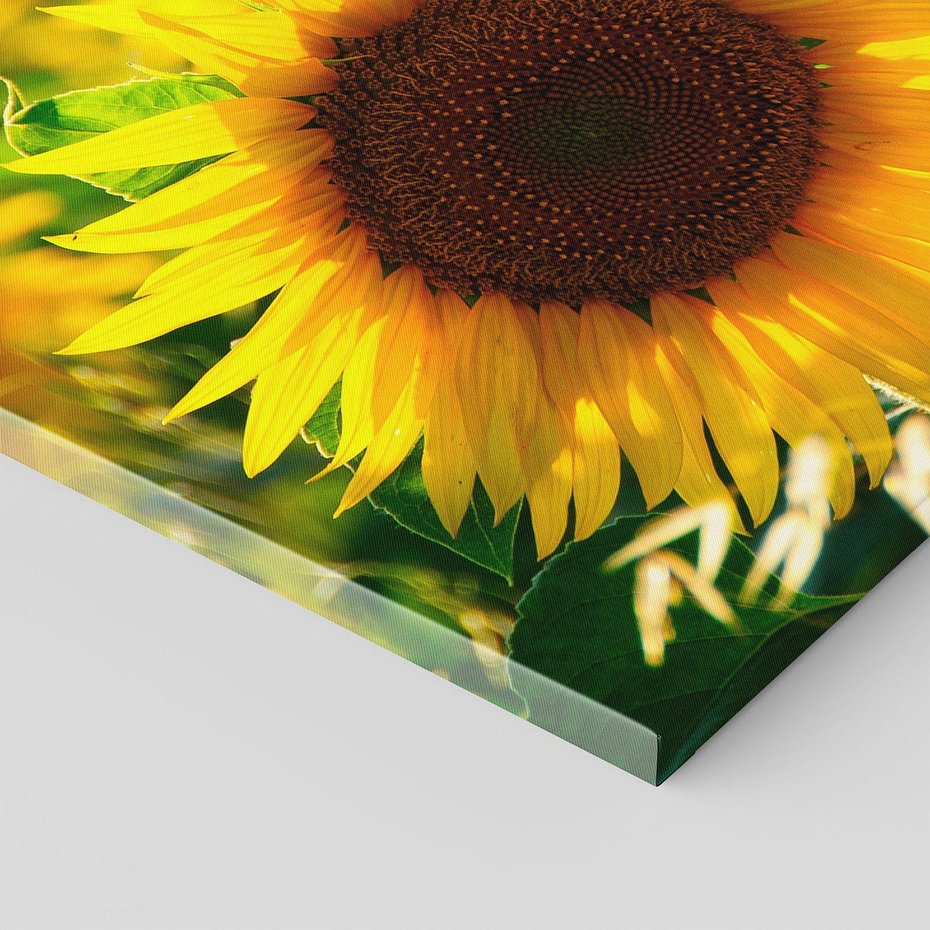 Obraz na płótnie 70x50 - Słonecznikowa Energia - słonecznik, kwiat