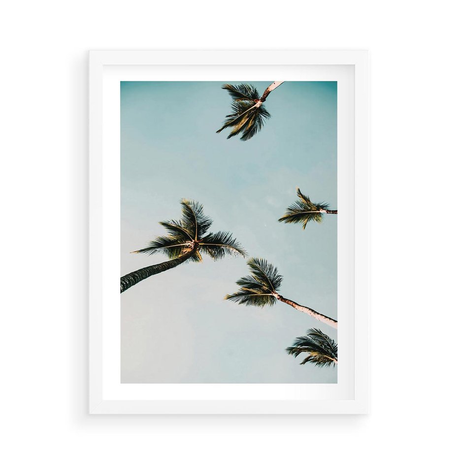 Plakat w ramie 50x70 - Palmy i Niebo - palmy, ujęcie z dołu - rama biała