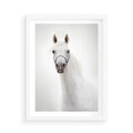 Plakat w ramie 50x70 - Elegancja białego konia - biały, koń - rama biała