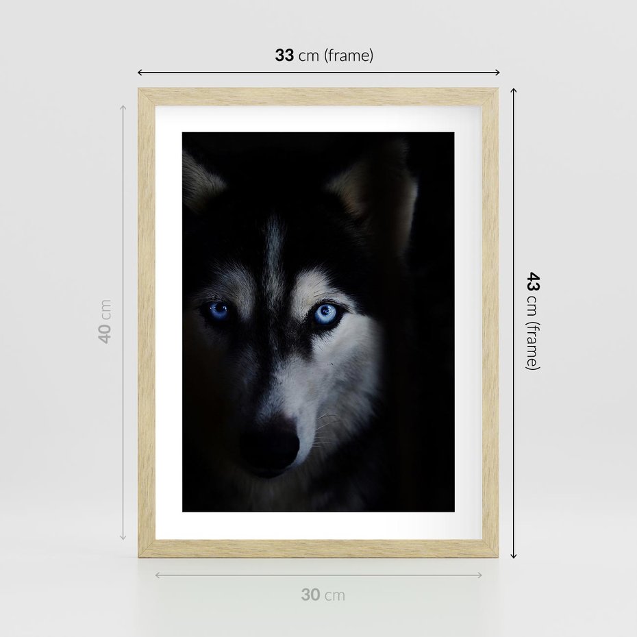 Plakat w ramie 30x40 - Wilk i husky: siła przyjaźni - wilk, husky - rama drewno