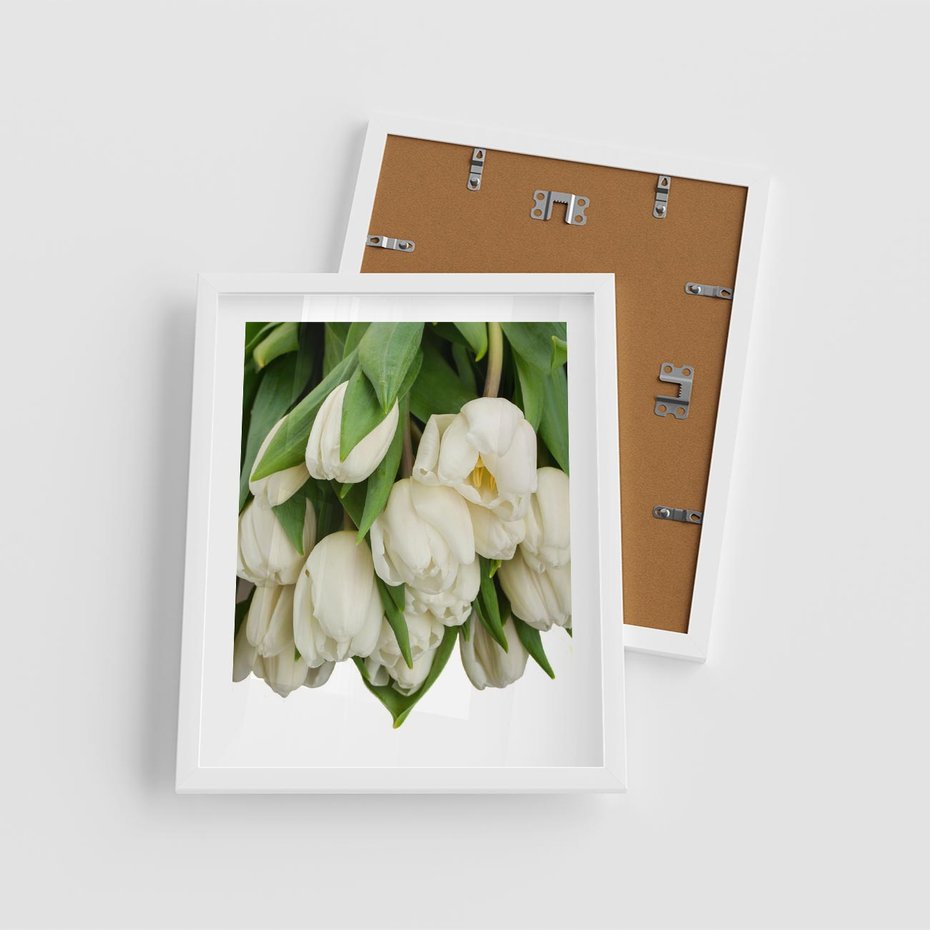 Plakat w ramie 40x50 - Białe tulipany w pełnym rozkwicie - białe, tulipany - rama biała