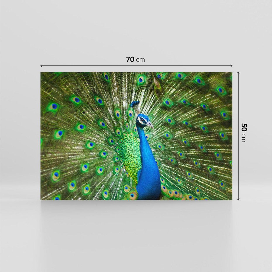 Obraz na płótnie 70x50 - Wspaniałość pawich piór - paw, pióra