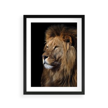 Plakat w ramie 30x40 - Władca Dzikiej Przyrody - lew, król - rama czarna