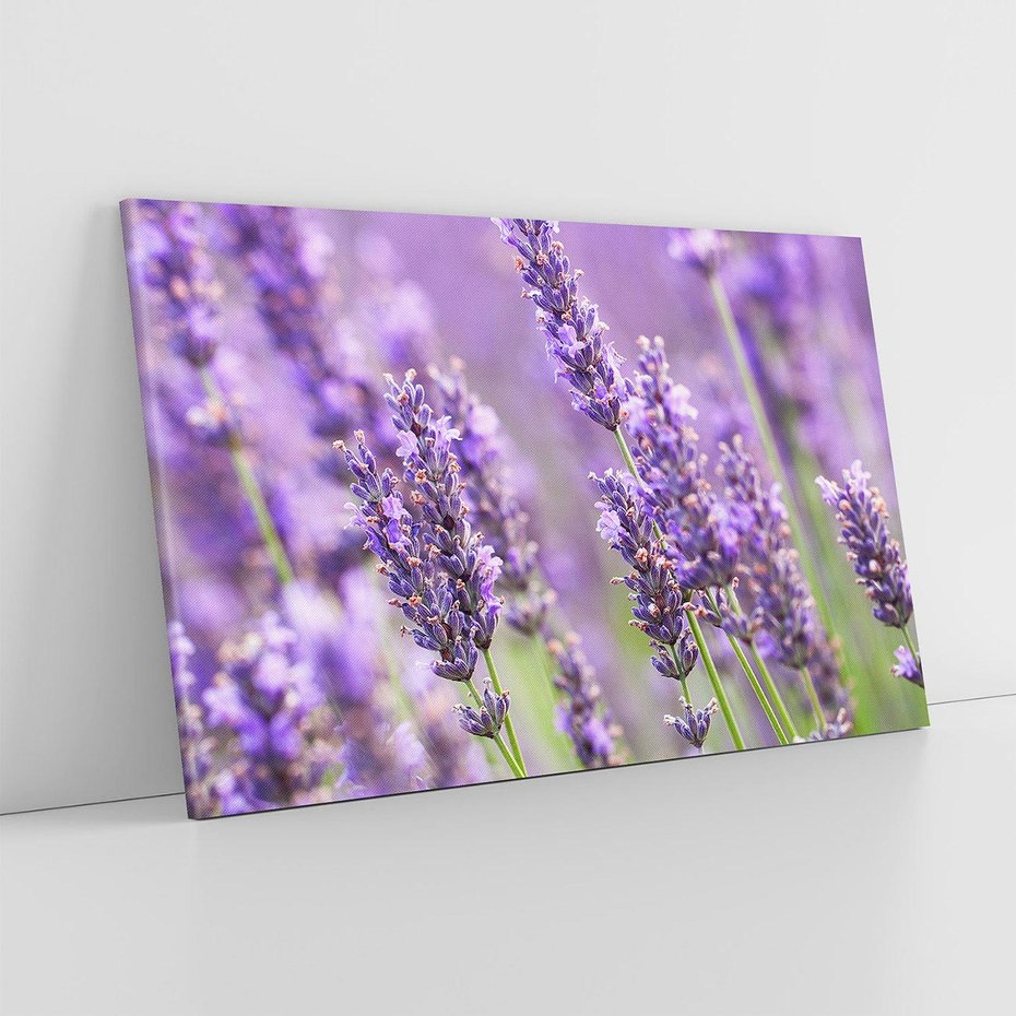 Obraz na płótnie 70x50 - Urok lawendy - lawenda, kwiaty