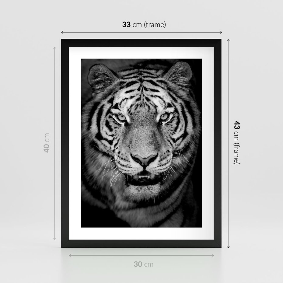 Plakat w ramie 30x40 - Tygrys Czarno-Biały: Siła i Delikatność - tygrys, czarno - rama czarna