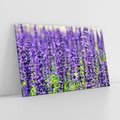 Obraz na płótnie 120x80 - Lawendowa Mgła - lawenda, kwiat
