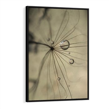 Obraz w ramie 70x100 - Delikatność dmuchawców - dmuchawce, krople - rama czarna