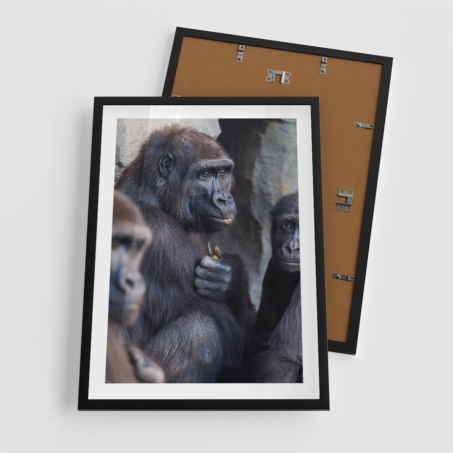 Plakat w ramie 50x70 - Małpy w ich naturalnym środowisku - małpy, szympansy - rama czarna