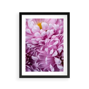 Plakat w ramie 30x40 - Fioletowy zawrót głowy - kwiat, różowy kwiat - rama czarna