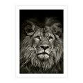 Plakat bez ramy 30x40 - Moc lewego spojrzenia - lew, czarno