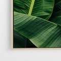 Obraz w ramie 100x70 - Zaklęta roślinna ekspresja - liście bananowca, gęsto ułożone - rama drewno
