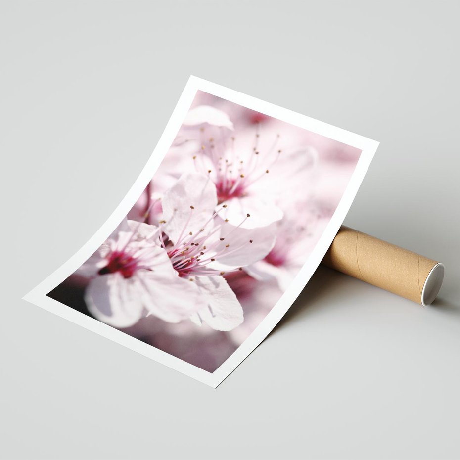 Plakat bez ramy 30x40 - Kwitnąca Wiśnia - kwiaty, kwitnąca
