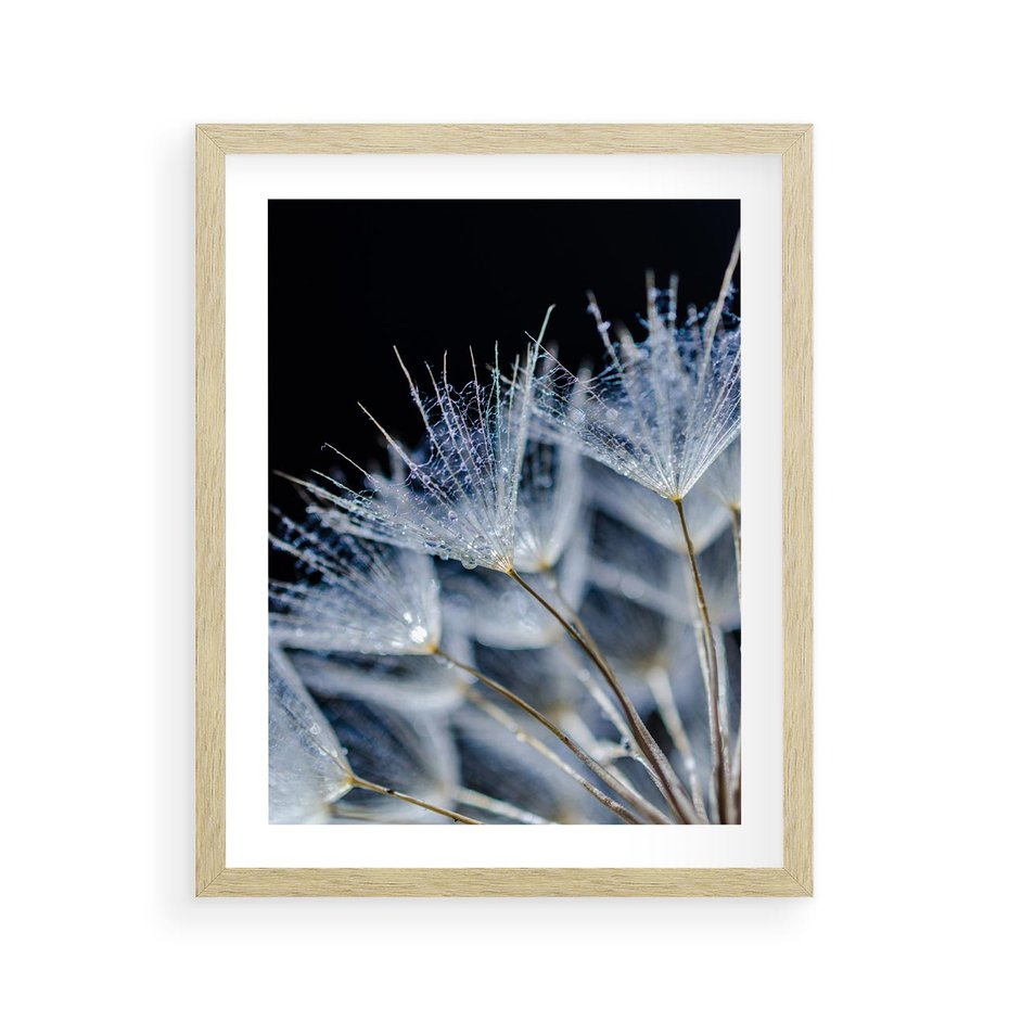 Plakat w ramie 40x50 - Makro piękno dmuchawców - makro, dmuchawce - rama drewno