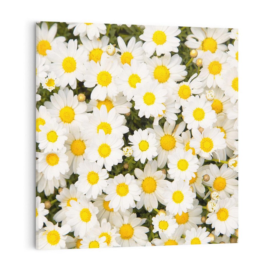 Obraz na płótnie 60x60 - Delikatność Kwiatowej Przyrody - stokrotki, kwiaty
