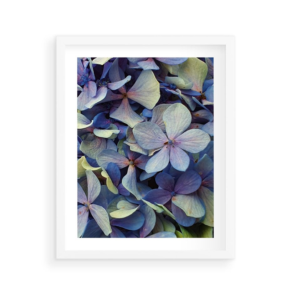 Plakat w ramie 40x50 - Hortensja - delikatność kwiatów - hortensja, kwiaty - rama biała