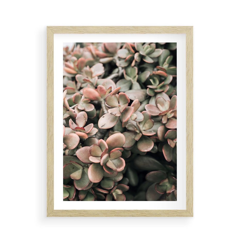 Plakat w ramie 50x70 - Sukulentowa Prostota - sukulenty, zielone liście - rama drewno