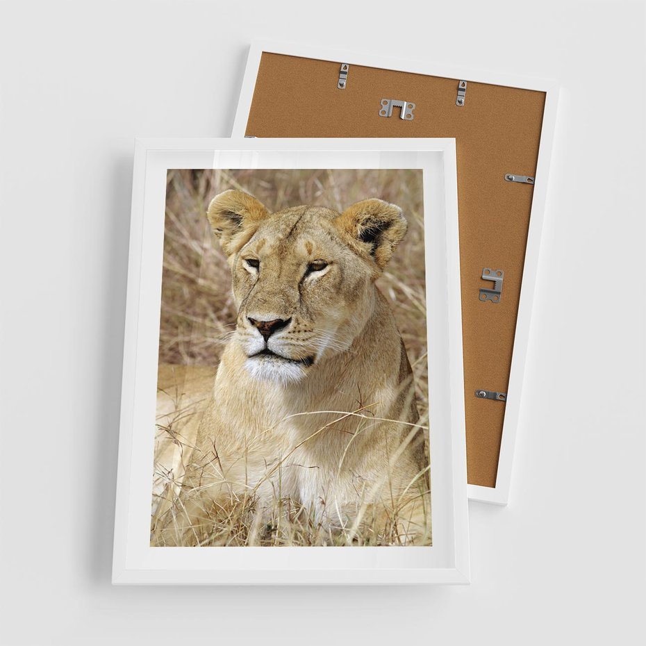 Plakat w ramie 50x70 - Potęga lwów w Afryce - lew, lwica - rama biała