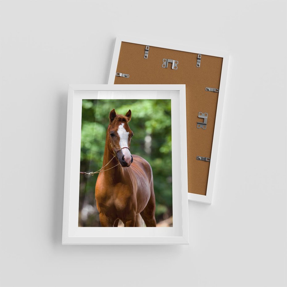 Plakat w ramie 30x40 - Portret Szlachetnego Konia - koń, portret - rama biała
