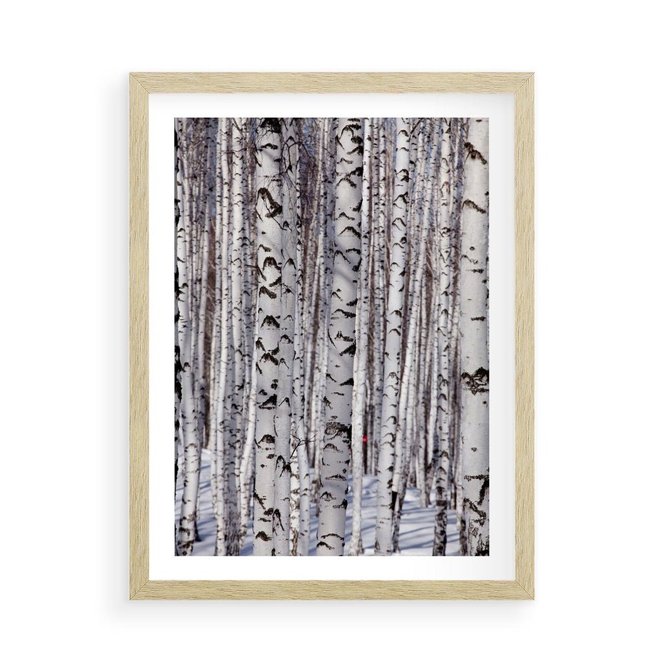 Plakat w ramie 50x70 - Lśniące Brzozy - brzozy, las - rama drewno
