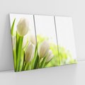 Obraz na płótnie 120x80 - delikatność kwiatów - tulipany, kwiat