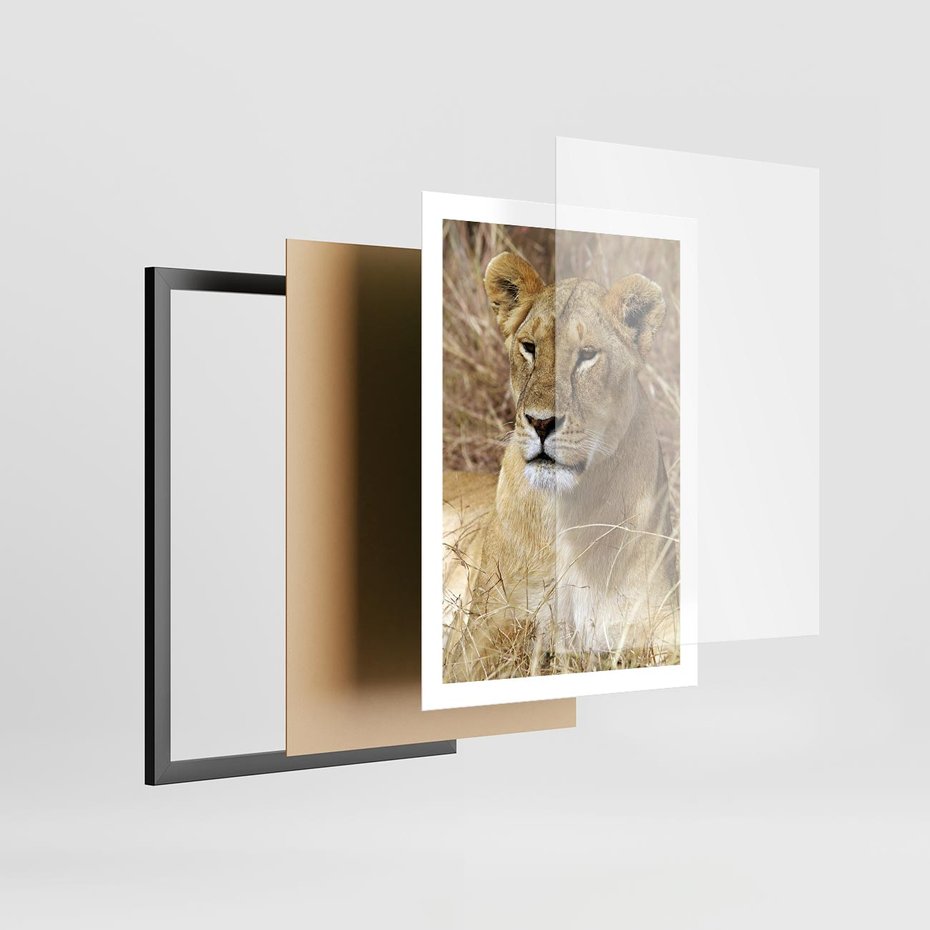 Plakat w ramie 50x70 - Potęga lwów w Afryce - lew, lwica - rama czarna
