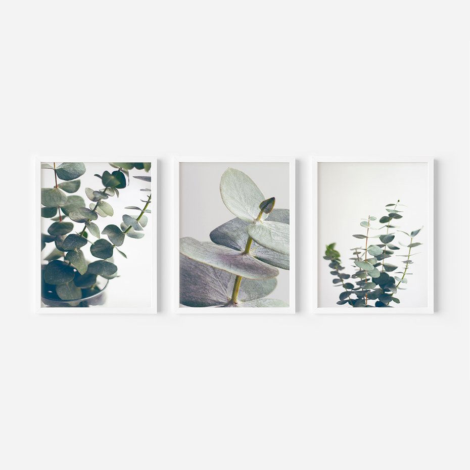 Zestaw obrazy w ramie 50x70 galeria - Eukaliptus, liście, skandynawski, boho - rama biała