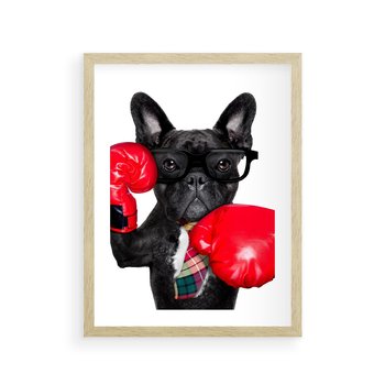 Plakat w ramie 50x70 - Boksujący mops - pies - boks, mops - rama drewno