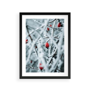 Plakat w ramie 40x50 - Zima na Gałęziach - zima, oszronione gałęzie - rama czarna