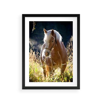 Plakat w ramie 50x70 - Spotkanie konia na łące - koń, łąka - rama czarna
