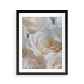 Plakat w ramie 40x50 - Białe róże piękności - białe, róże - rama czarna