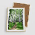 Plakat w ramie 50x70 - Bajkowy las pełen brzóz - las, brzozy - rama drewno