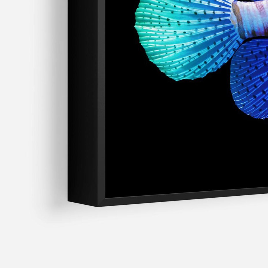 Obraz w ramie 100x70 - Tęczowa Piękność - kolorowa tęczowa ryba, mocny akcent na czarnym tle - rama czarna