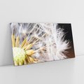 Obraz na płótnie 140x70 - Dmuchawiec: lekkość natury - dmuchawiec, natura