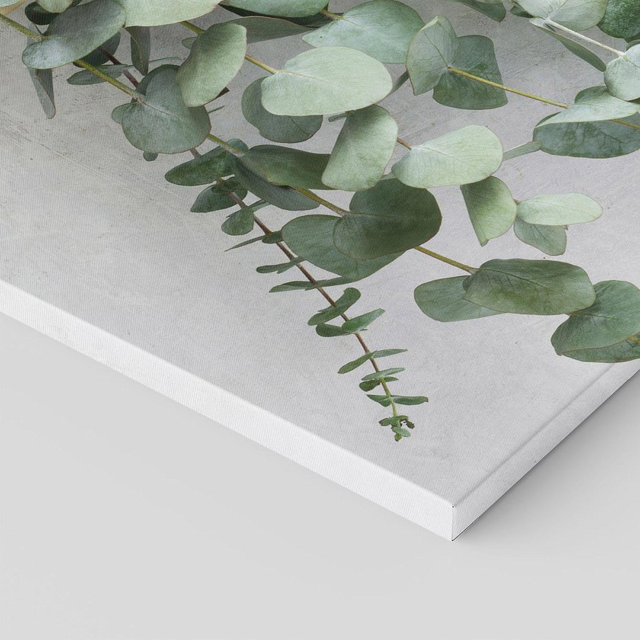 Obraz na płótnie 120x80 - Uwodzicielska zieleń eukaliptusa - eukaliptus, zielone