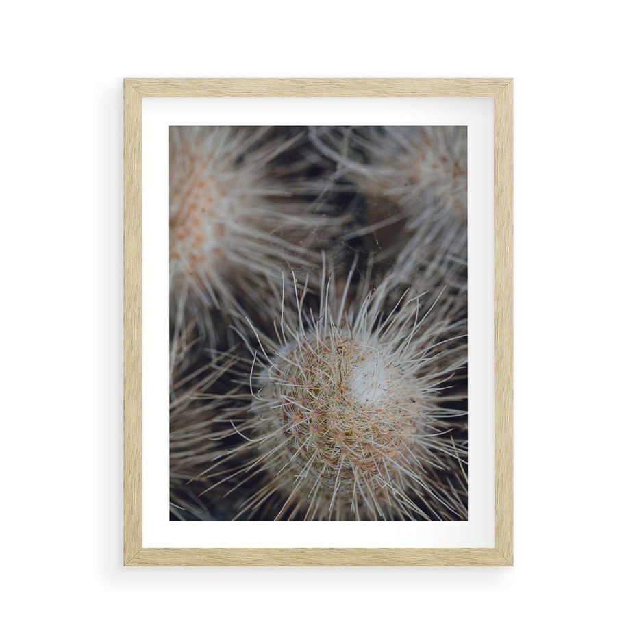 Plakat w ramie 40x50 - Ulotna Piękność Natury - makro, dmuchawce - rama drewno