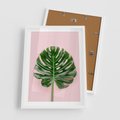 Plakat w ramie 50x70 - Monstera w Różowym Świetle - liść monstery, różowe tło - rama biała