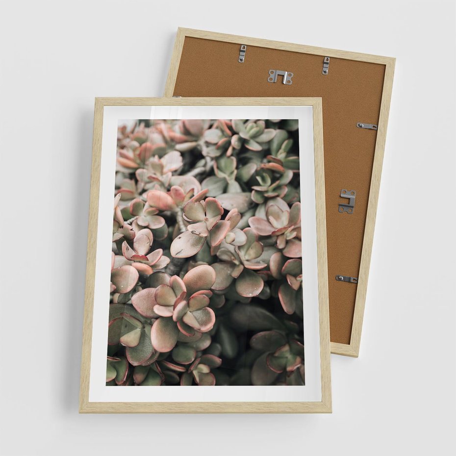 Plakat w ramie 50x70 - Sukulentowa Prostota - sukulenty, zielone liście - rama drewno