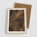 Plakat w ramie 50x70 - Szlachetna Suchość Traw - trawy, suche trawy - rama drewno