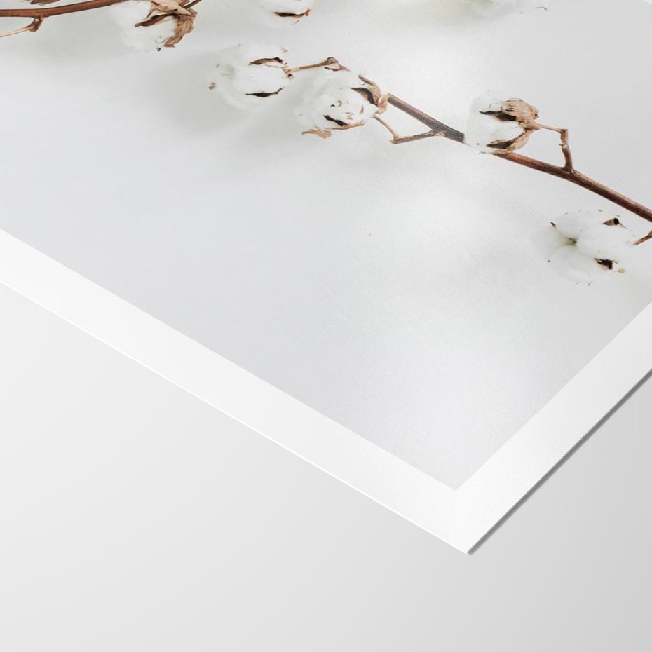 Plakat bez ramy 30x40 - Gałęzie Bawełny na Białym Tle - gałęzie bawełny na białym tle, minimalizm