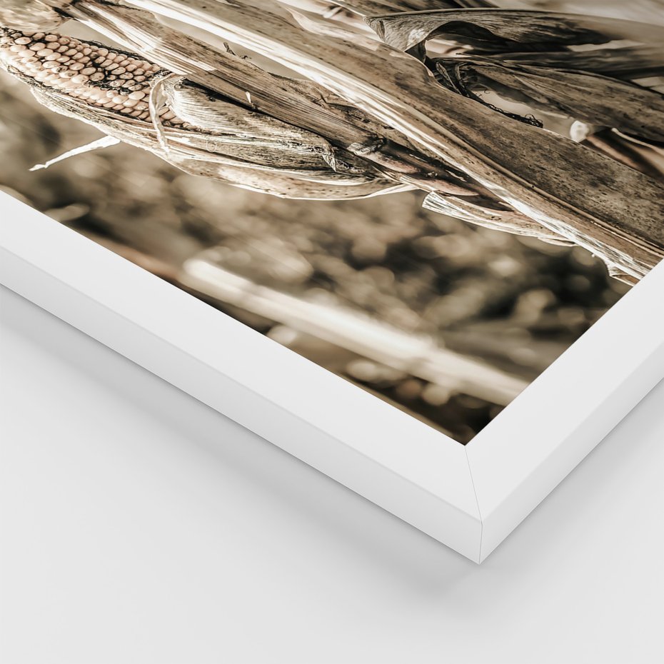 Zestaw obrazy w ramie 30x40 galeria - Sepia, kukurydza, pole - rama biała