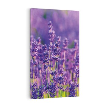 Obraz na płótnie 50x70 - Zaklęta lawenda - lawenda, kwiaty
