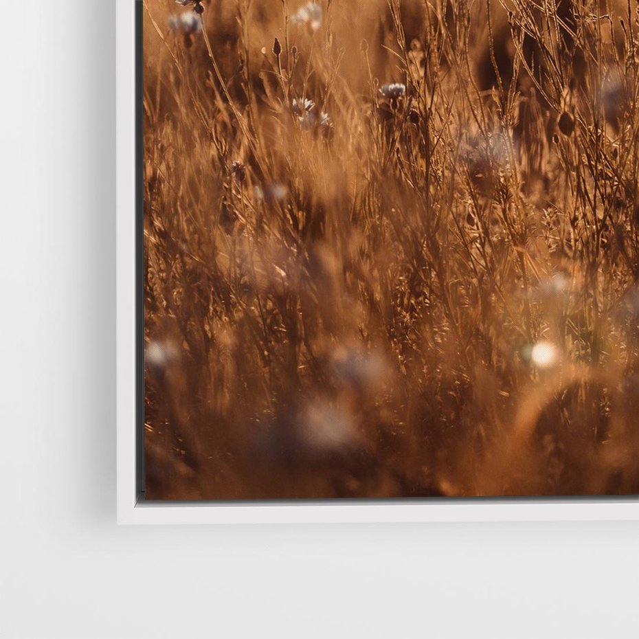 Obraz w ramie 80x80 - Zachwyt zachodem słońca na łące - zachód, słońca - rama biała