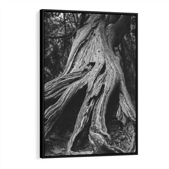 Obraz w ramie 70x100 - Siła Natury - czarno biała fotografia, korzenie wielkiego drzewa - rama czarna