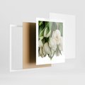 Plakat w ramie 40x50 - Białe tulipany w pełnym rozkwicie - białe, tulipany - rama biała