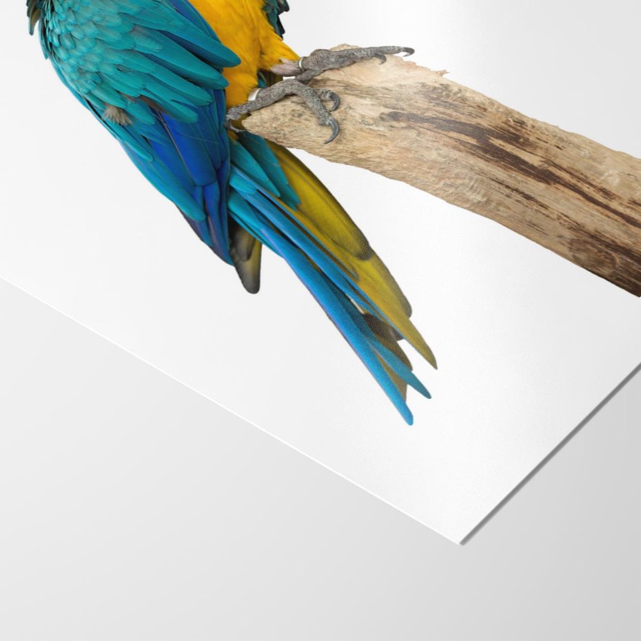 Plakat bez ramy 21x30 - Kolorowa papuga w locie - papuga, ptak