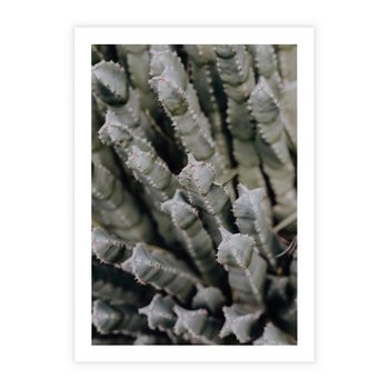 Plakat bez ramy 40x50 - Boho kaktusy na pustyni - kaktusy, pustynia