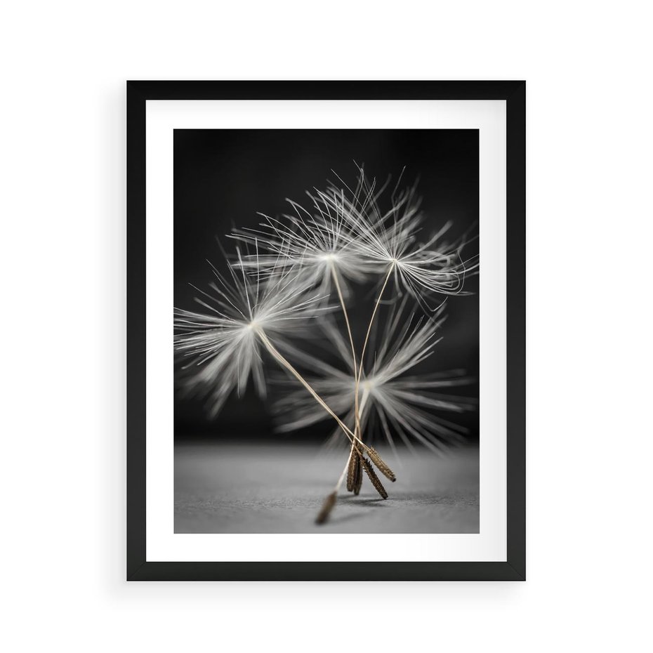 Plakat w ramie 40x50 - Delikatność dmuchawców zbliżenie - dmuchawce, zbliżenie - rama czarna