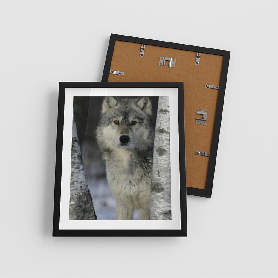 Plakat w ramie 40x50 - Wilk w Zimowym Lesie - wilk, las - rama czarna